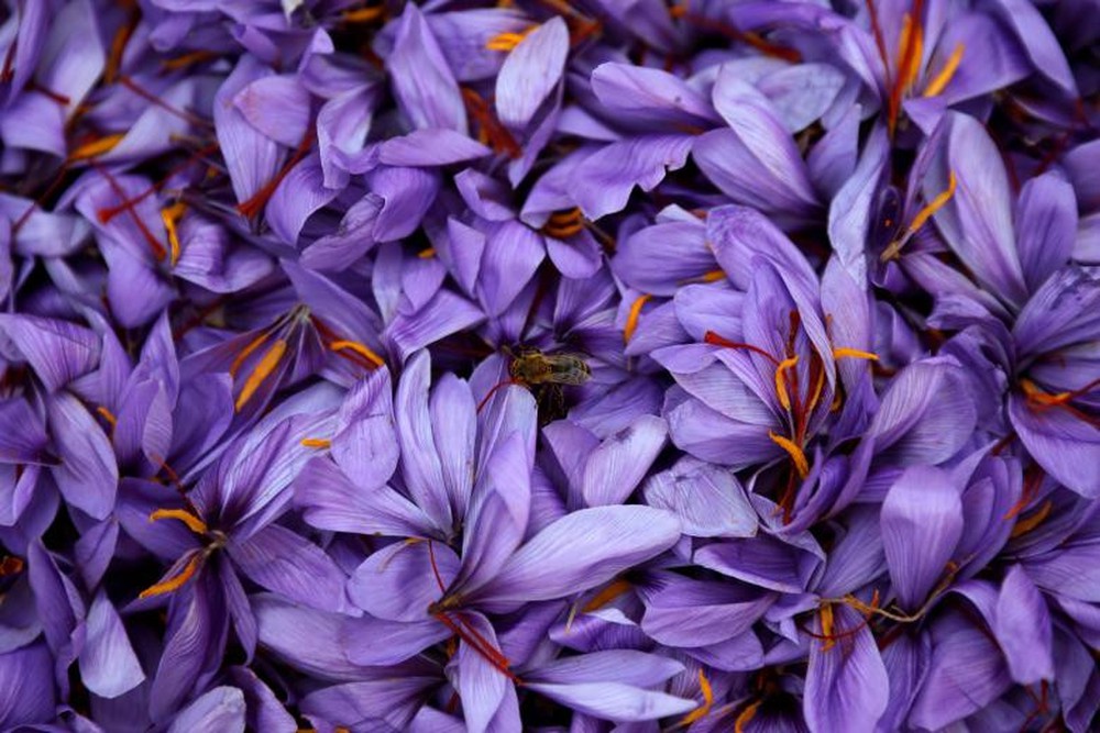 Saffron có những tác dụng gì trong làm đẹp?