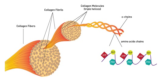 collagen là hàm lượng chính của collagen, voi can
