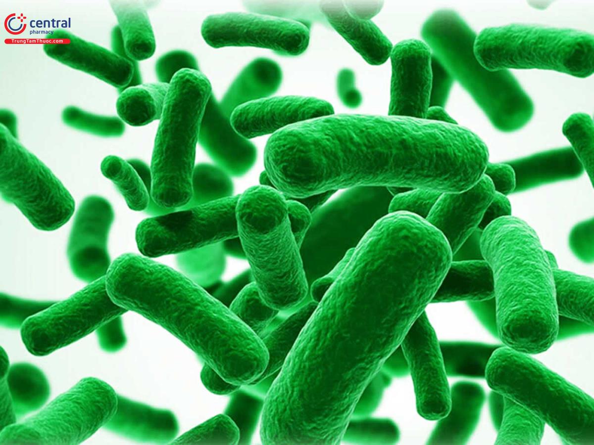 Bifidobacterium Bifidum Là Gì? Khám Phá Lợi Ích Cho Sức Khỏe Đường Tiêu Hóa