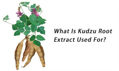 Kudzu Là Gì: Cây Leo Xâm Lấn Từ Đông Á Với Tác Động Môi Trường