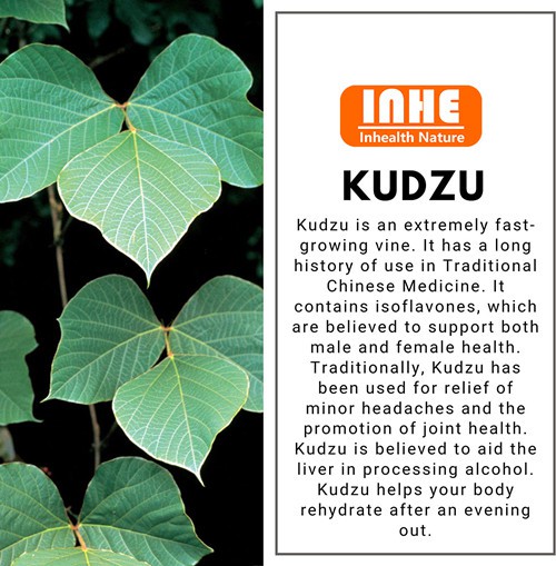 Kudzu Root Là Gì? Khám Phá Công Dụng Và Lợi Ích Cho Sức Khỏe Từ Thảo Dược