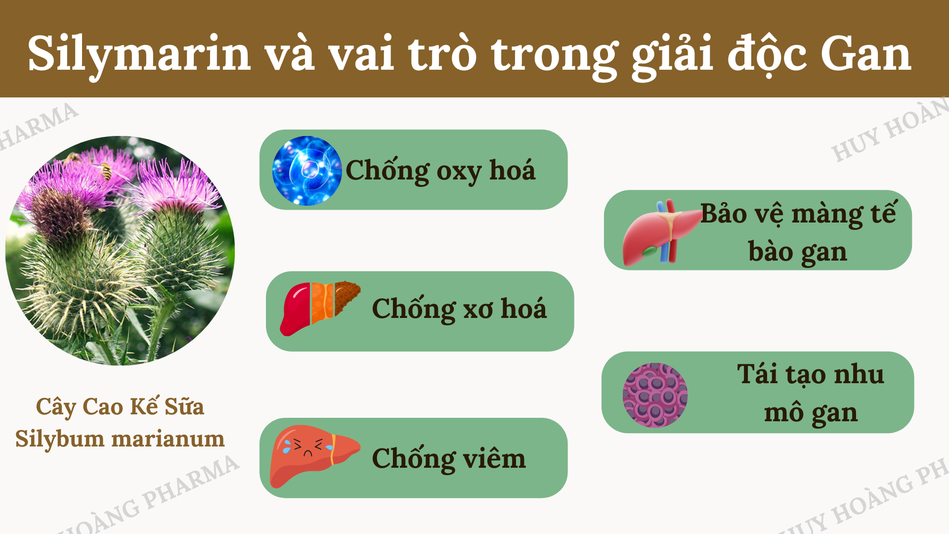 Lợi Ích Sức Khỏe Của Silymarin