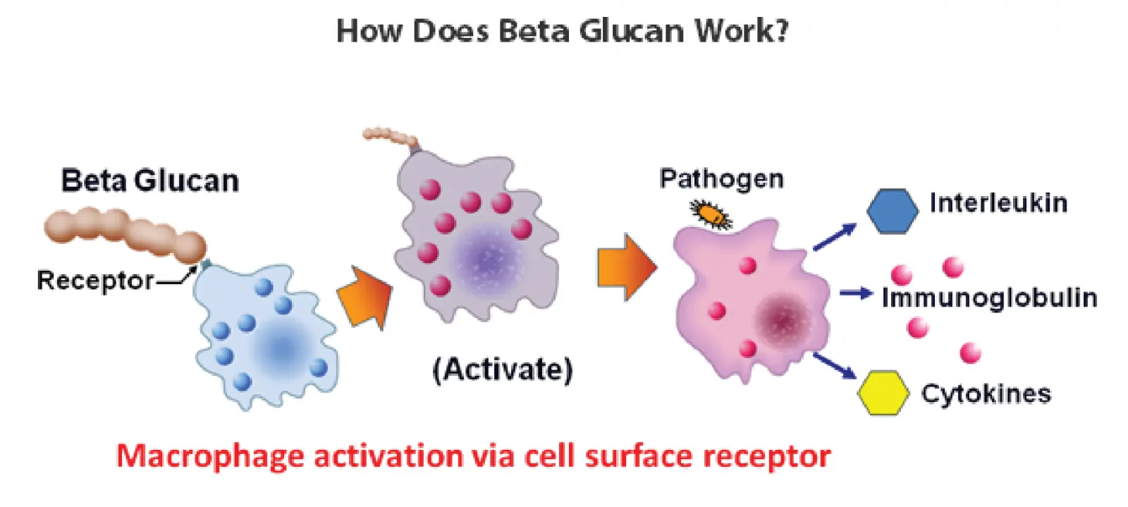 Nghiên cứu khoa học về B Glucan