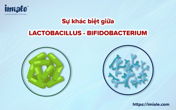 So Sánh Bifidobacterium Bifidum Với Các Probiotic Khác