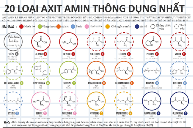 Alpha Amino Axit Là Gì: Cấu Trúc, Chức Năng Và Vai Trò Sinh Học