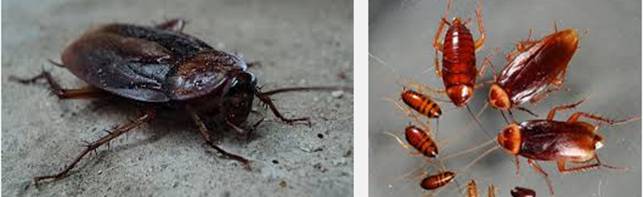 Cockroach Là Gì? Tìm Hiểu Gián, Đặc Điểm Và Cách Phòng Chống Hiệu Quả