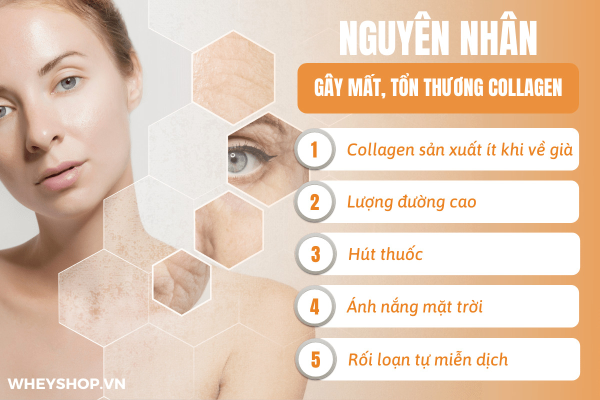 Collagen Revitalization Là Gì? Tầm Quan Trọng Của Collagen Trong Trẻ Hóa Da