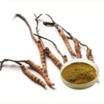 Cordyceps Là Gì? Khám Phá Đông Trùng Hạ Thảo Và Lợi Ích Sức Khỏe Tự Nhiên