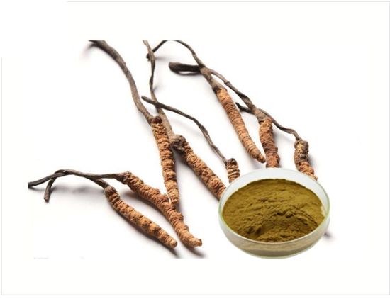 Cordyceps Là Gì? Khám Phá Đông Trùng Hạ Thảo Và Lợi Ích Sức Khỏe Tự Nhiên