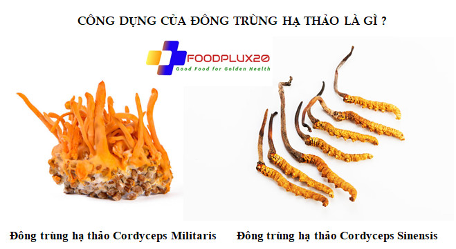 Cordyceps Sinensis Là Gì: Thảo Dược Quý Giúp Tăng Cường Sức Khỏe Và Miễn Dịch