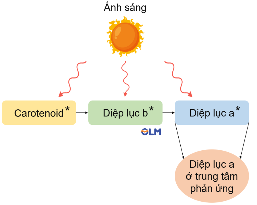 Diệp Lục Tố Là Gì: Khám Phá Chlorophyll Trong Quang Hợp Và Môi Trường