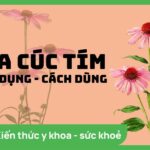 Echinacea Là Gì: Thảo Dược Tự Nhiên Tăng Cường Hệ Miễn Dịch Và Sức Khỏe