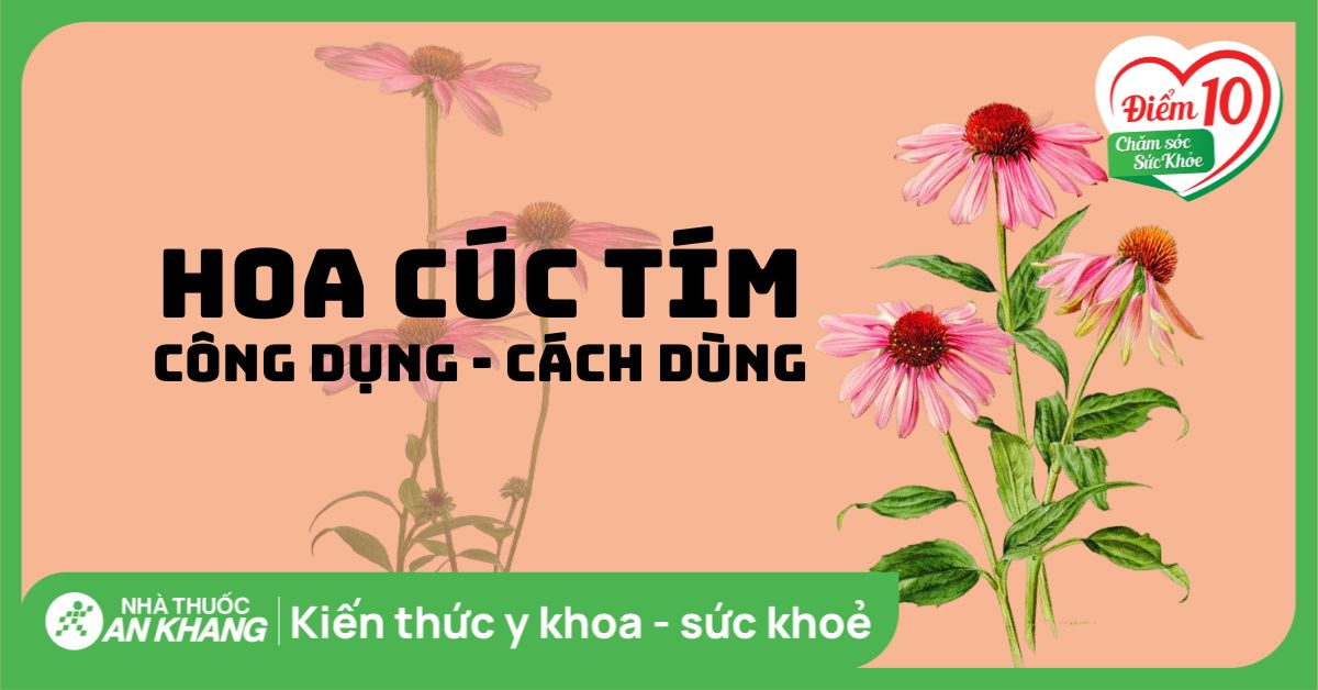 Echinacea Là Gì: Thảo Dược Tự Nhiên Tăng Cường Hệ Miễn Dịch Và Sức Khỏe