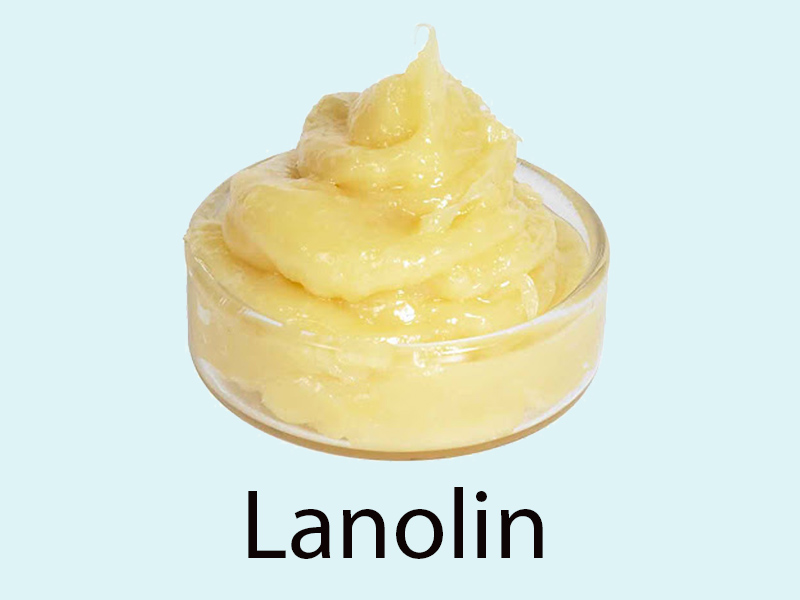 Lanolin Là Gì? Khám Phá Công Dụng Dưỡng Ẩm Từ Mỡ Cừu Trong Mỹ Phẩm