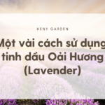 Lavender Essential Oil Là Gì: Công Dụng Và Lợi Ích Sức Khỏe Từ Tinh Dầu Thiên Nhiên