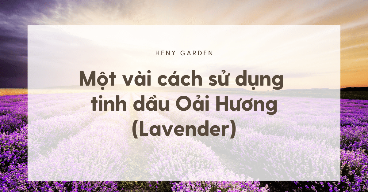 Lavender Essential Oil Là Gì: Công Dụng Và Lợi Ích Sức Khỏe Từ Tinh Dầu Thiên Nhiên