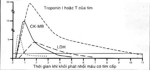 Men Tim Là Gì: Hiểu Về Chức Năng Và Nguy Cơ Bệnh Lý Tim Mạch