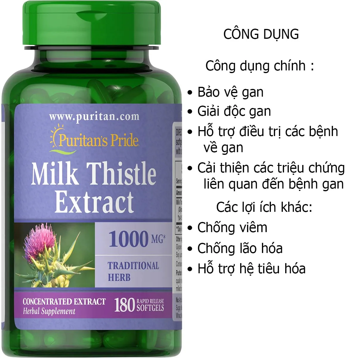 Milk Thistle Là Gì? Tìm Hiểu Công Dụng Và Tác Dụng Phụ Của Cây Kế Sữa