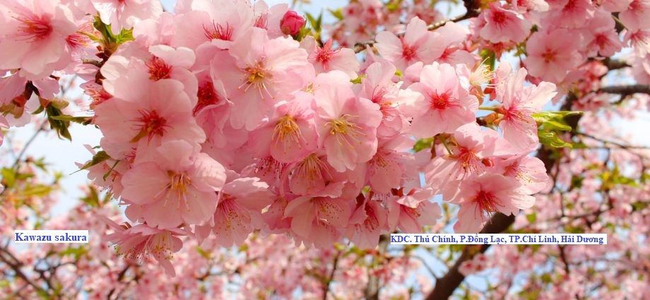 Sakura Là Gì: Khám Phá Biểu Tượng Văn Hóa Và Lễ Hội Nhật Bản