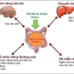 Vi Khuẩn Đường Ruột Là Gì: Tầm Quan Trọng Của Probiotic Và Sức Khỏe Tiêu Hóa