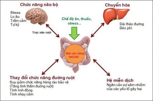 Vi Khuẩn Đường Ruột Là Gì: Tầm Quan Trọng Của Probiotic Và Sức Khỏe Tiêu Hóa