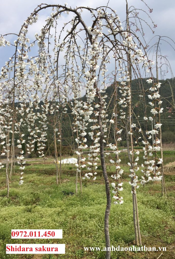 Cách trồng và chăm sóc cây Sakura