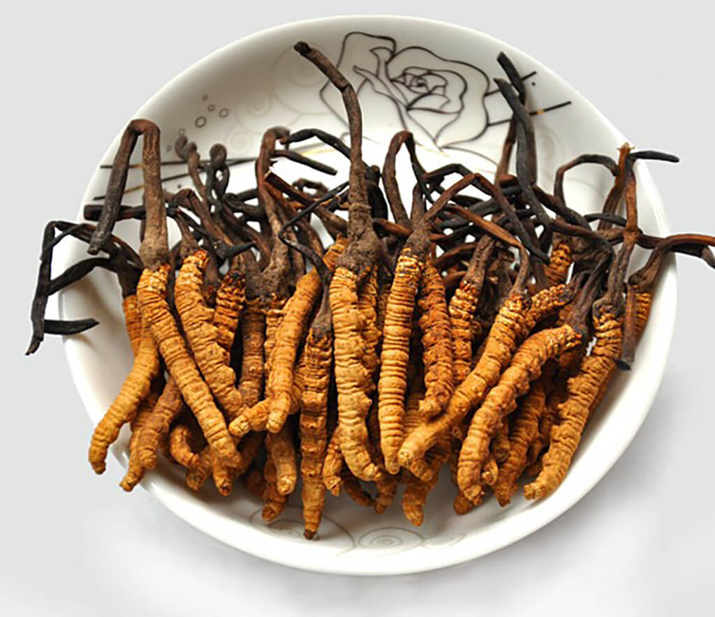 Câu hỏi thường gặp về Cordyceps Sinensis