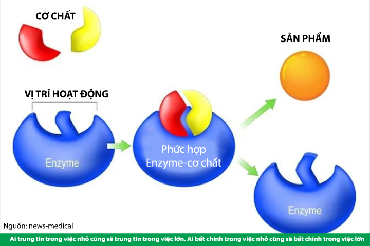 Cơ Chế Hoạt Động Của Enzymatic