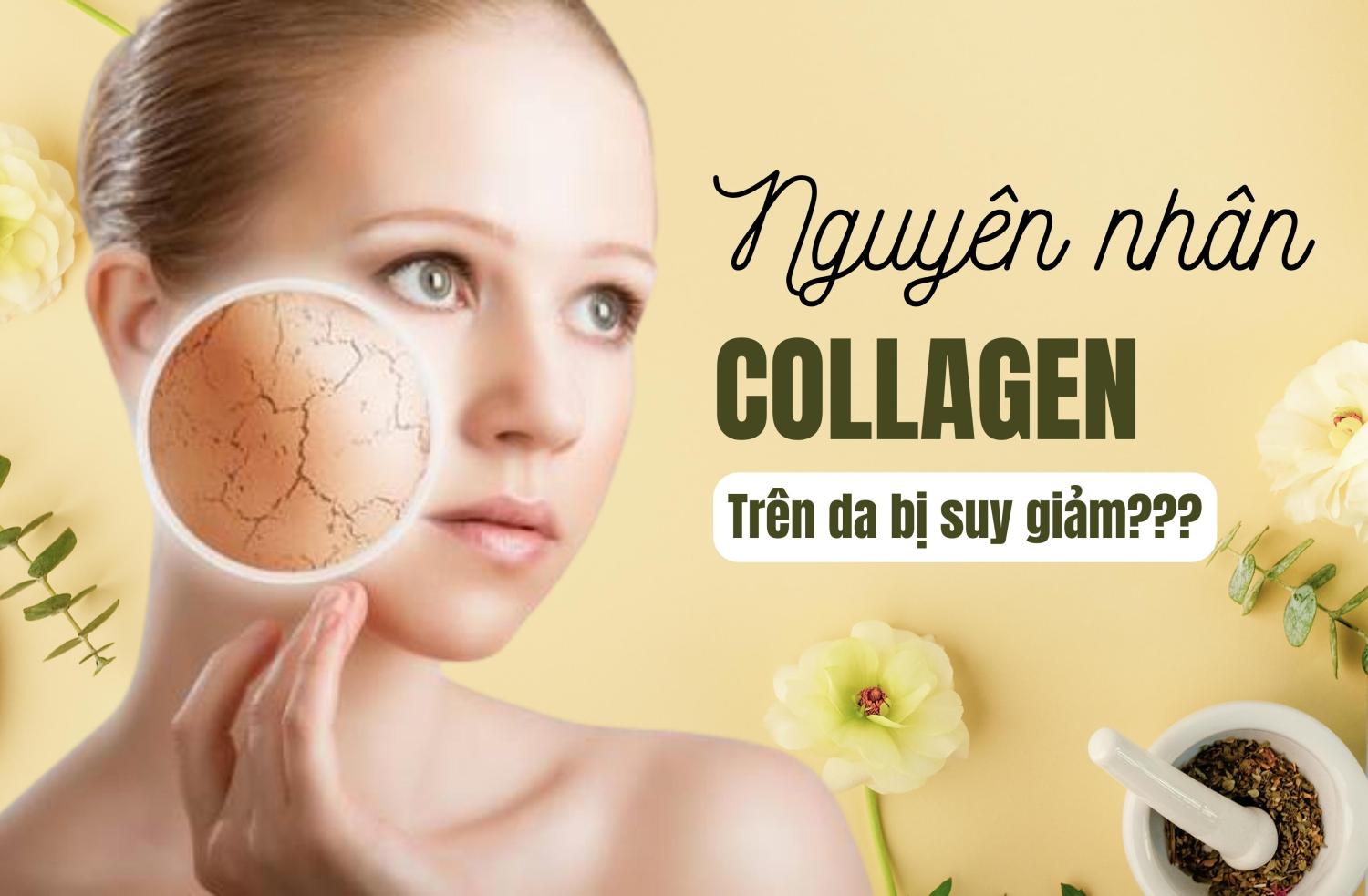 Những Yếu Tố Ảnh Hưởng Đến Sự Suy Giảm Collagen