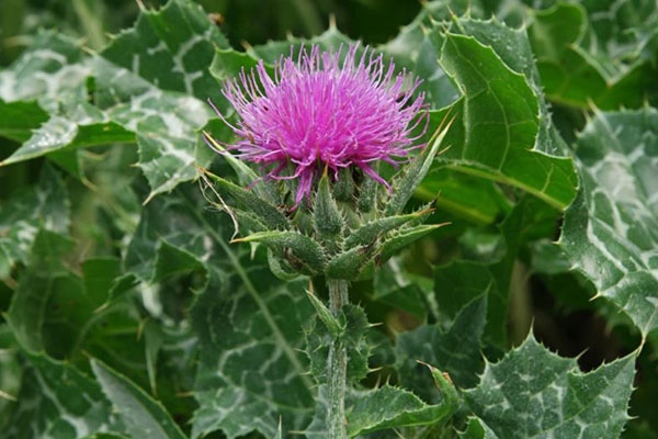 Tác Dụng Phụ và Rủi Ro Khi Sử Dụng Milk Thistle