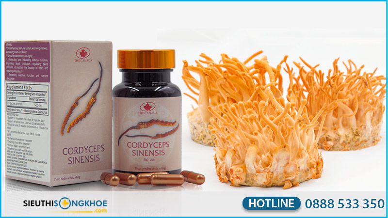 Thị trường và sản phẩm Cordyceps Sinensis